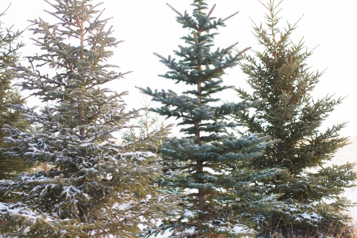 5 Tips to Simplify the&nbsp;Holidays